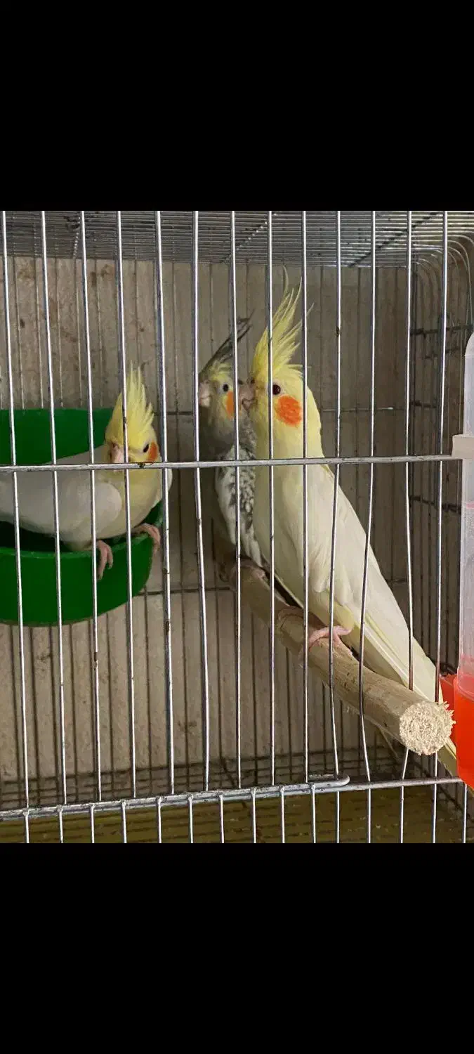 عروس هلندی جوجه،بالغ،مولد|پرنده|کوچصفهان, |دیوار