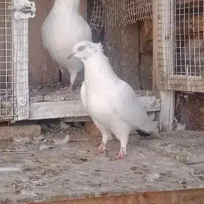 ماده کلدار پرشی|پرنده|قم, نخودی|دیوار