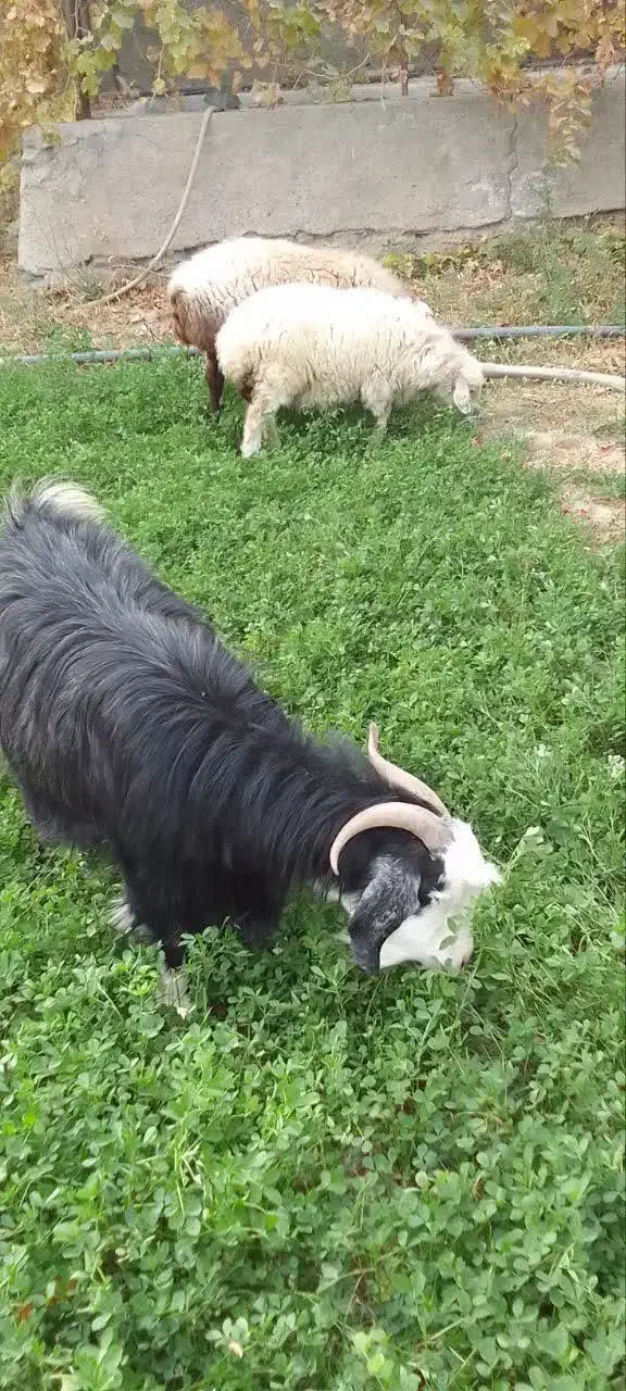 سلام گوسفند بز و میش جوان هر دو برای کشتن|حیوانات مزرعه|مشهد, توس (بلوار توس)|دیوار