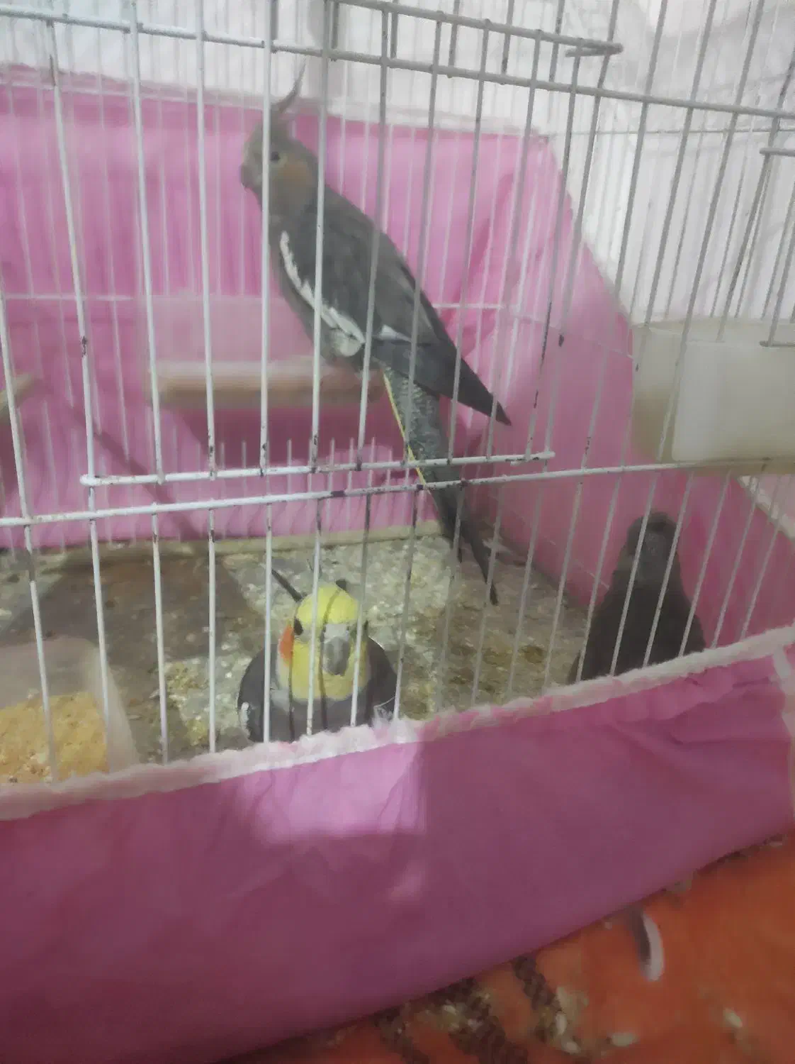 جفت عروس سالم|پرنده|صومعهسرا, |دیوار