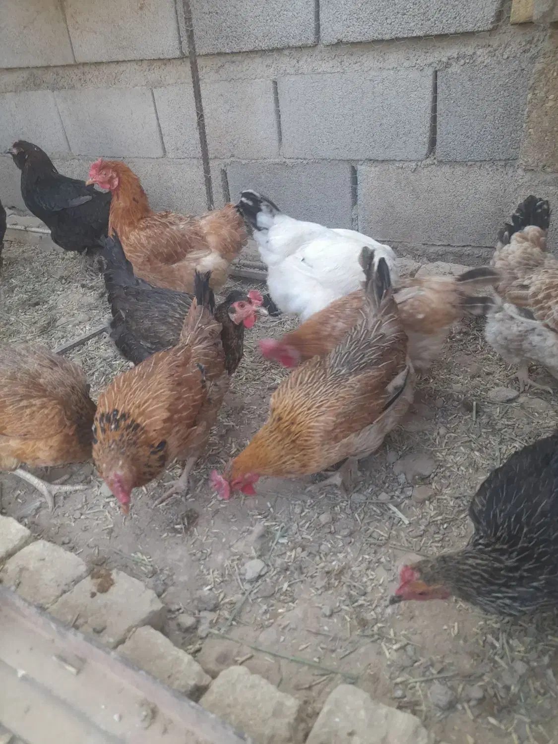 مرغ تخم گذار|حیوانات مزرعه|شوشتر, |دیوار