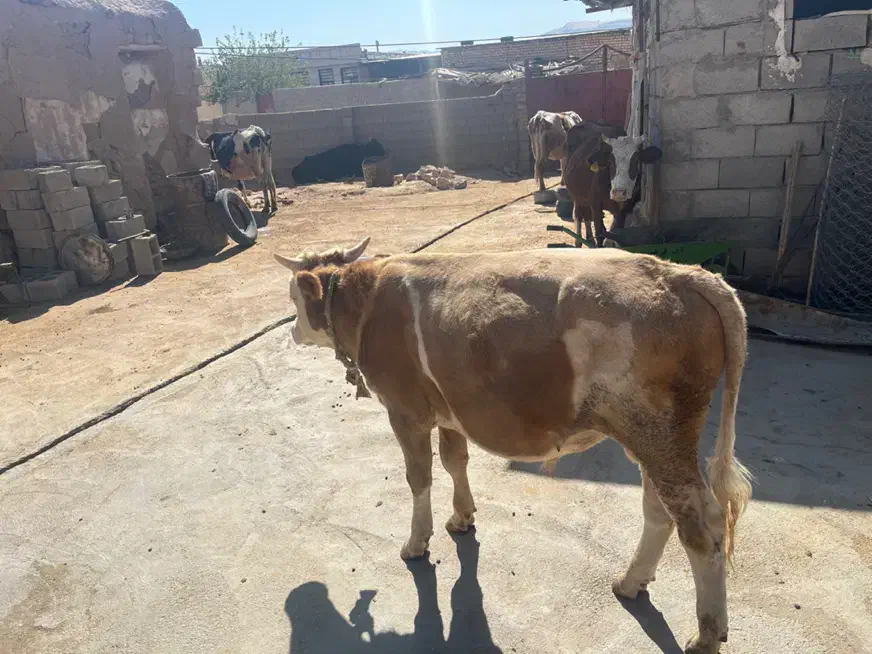 گوساله سیمینتال نر|حیوانات مزرعه|کوهدشت, |دیوار