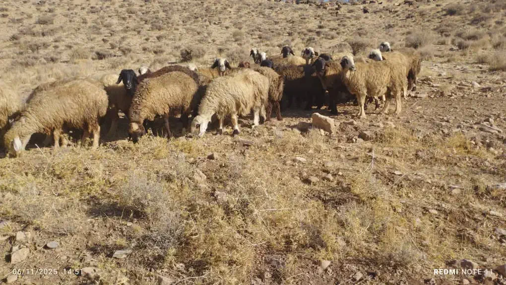 میش ترکی بختیاری|حیوانات مزرعه|ارژن, |دیوار