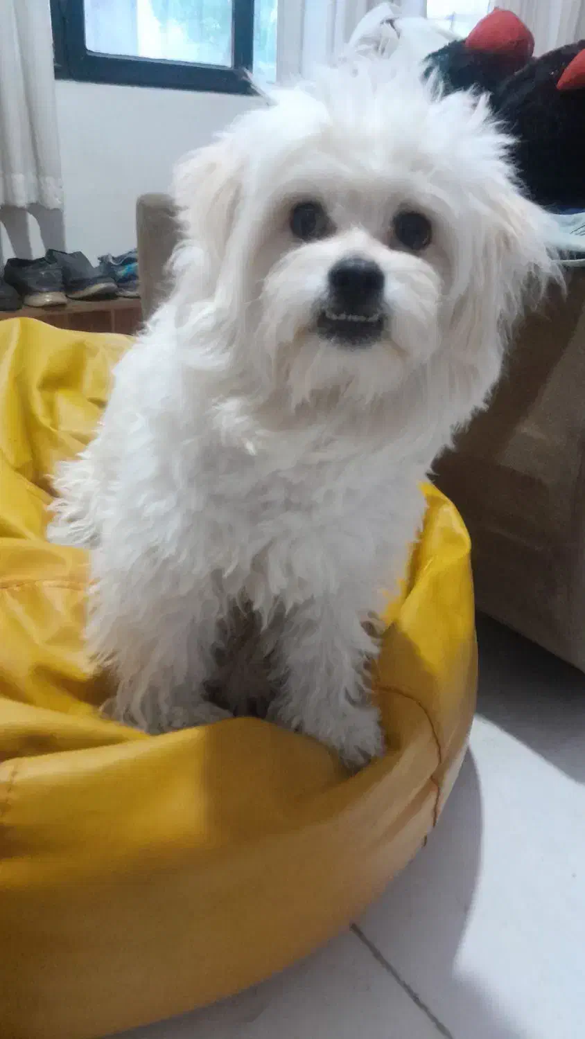 سگ نره مالتیز ترییر(چیکو)|سگ|تهران, ارامنه|دیوار