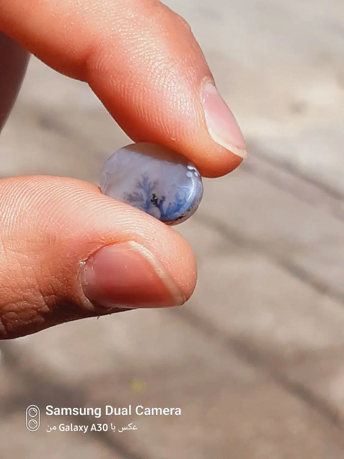 شجر|بدلیجات|شیراز, شاپورجان|دیوار