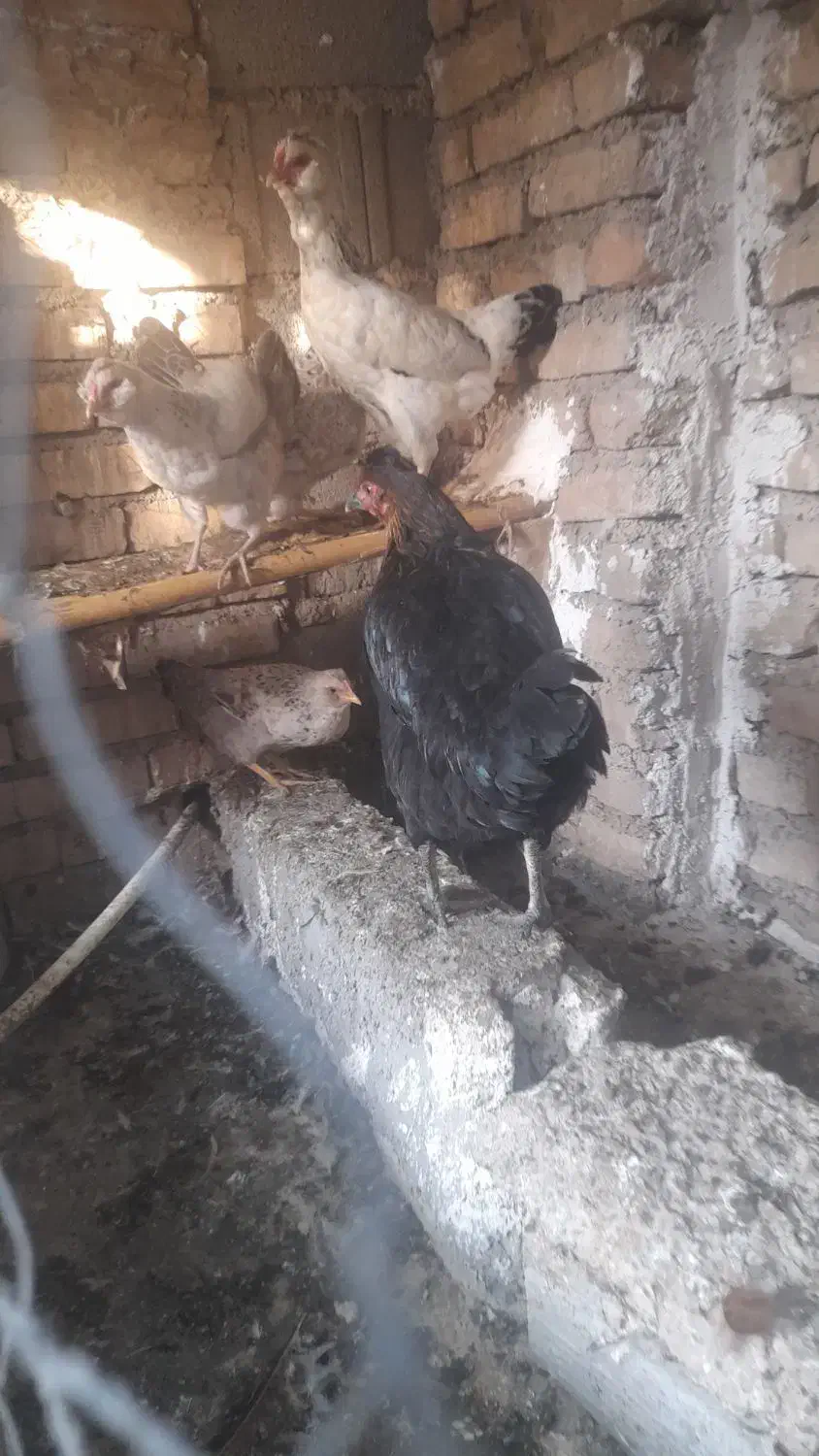 گلین و محلی|حیوانات مزرعه|سنگدوین, |دیوار