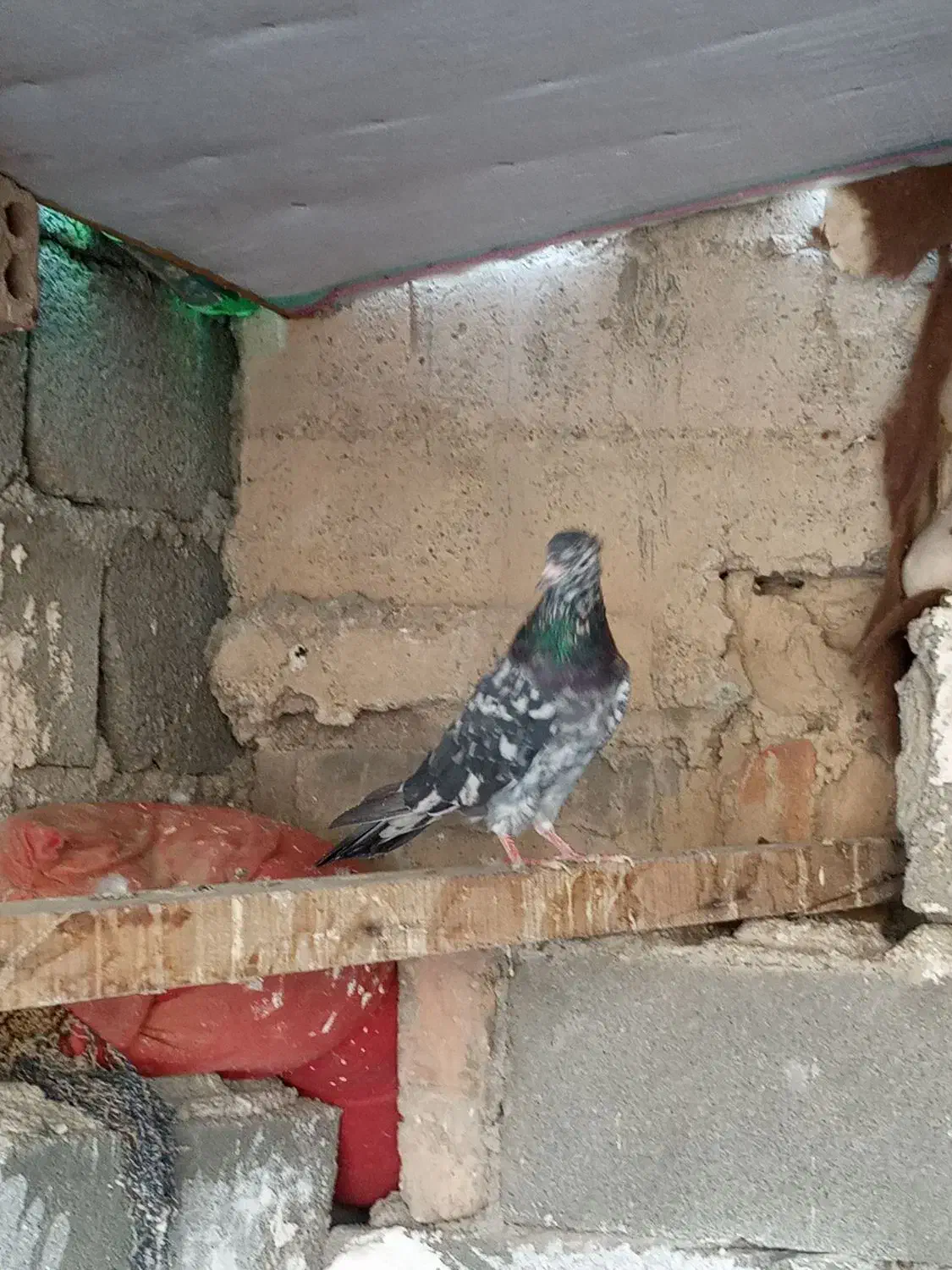 کبوتر بلند پرواز سرور اتیشی|پرنده|صباشهر, |دیوار