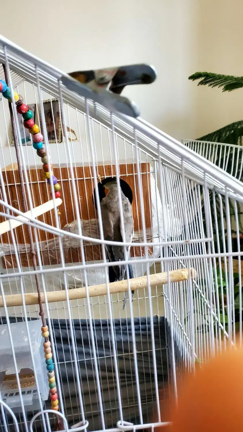 یک جفت عروس هلندی نر و ماده بالغ تخم گذار|پرنده|اصفهان, سپاهان‌شهر|دیوار