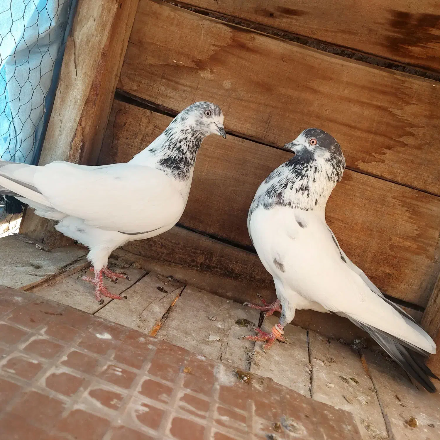 کله دم سبز درجه۱|پرنده|مبارکه, |دیوار