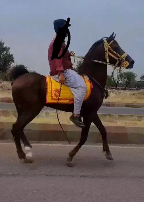 نریان عرب|اسب و تجهیزات اسبسواری|مرند, |دیوار