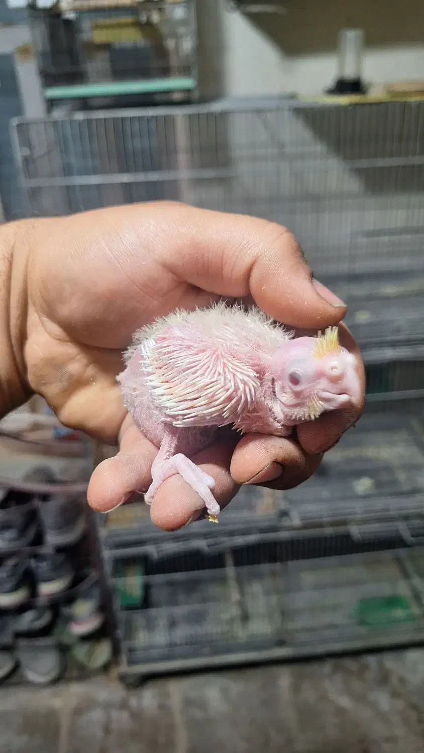 عروس هلندی سرلاکی|پرنده|کازرون, |دیوار