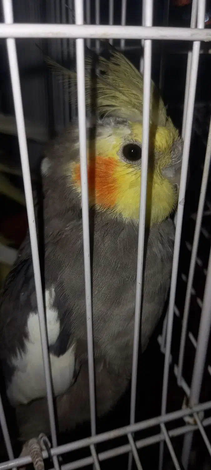 عروس هلندی مولد به همراه جوجه|پرنده|ماهدشت, |دیوار