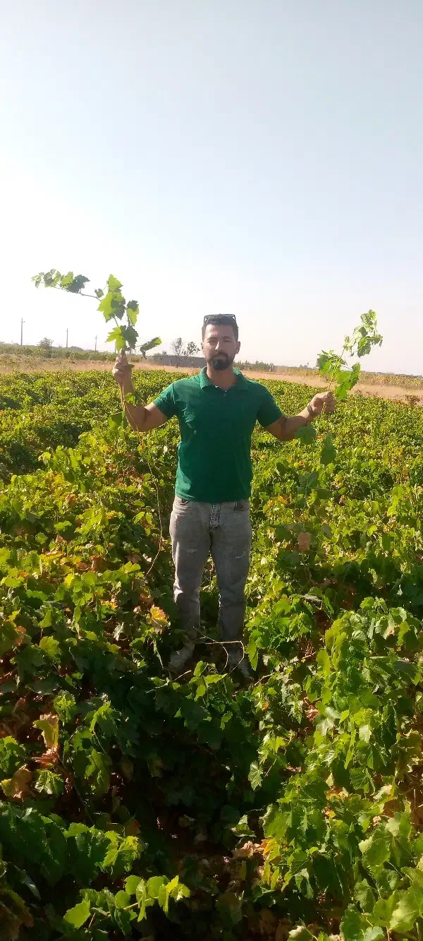 نهال انگور ایرانی و خارجی|خدمات باغبانی و درختکاری|اراک, |دیوار