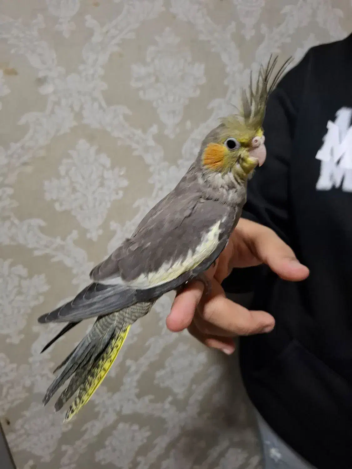 ۲ عدد عروس هلندی یک ماه دون خور|پرنده|بندرعباس, |دیوار