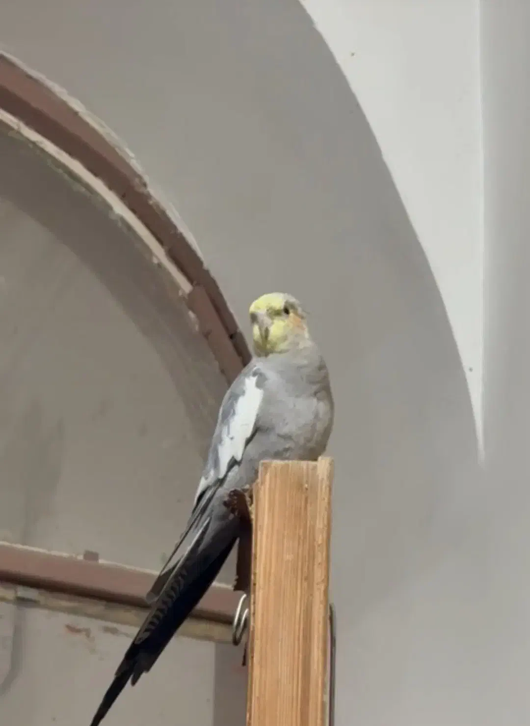 عروس هلندی گم شده|حیوانات|بندر گناوه, |دیوار