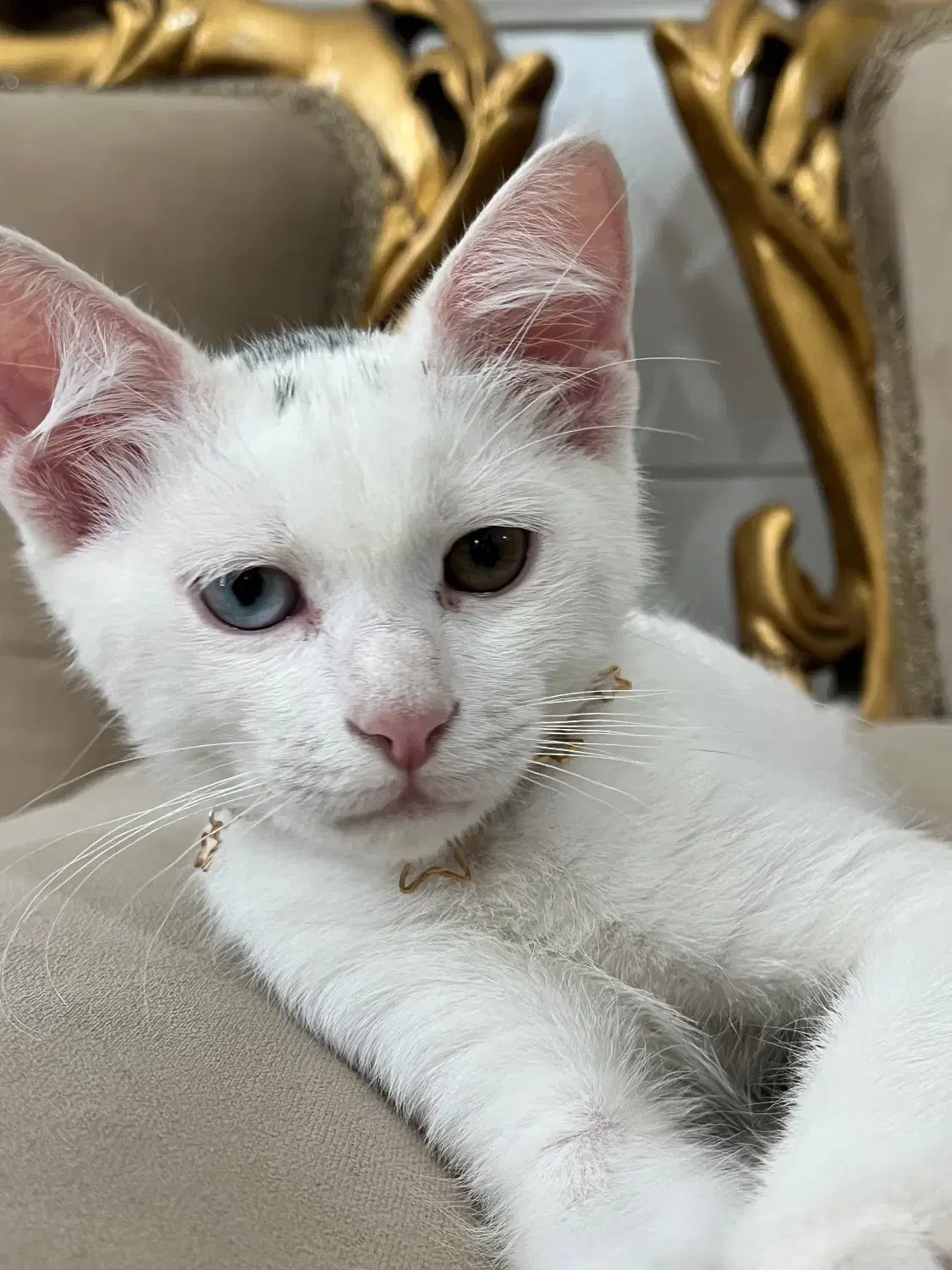 گربه نر|گربه|بندر گناوه, |دیوار