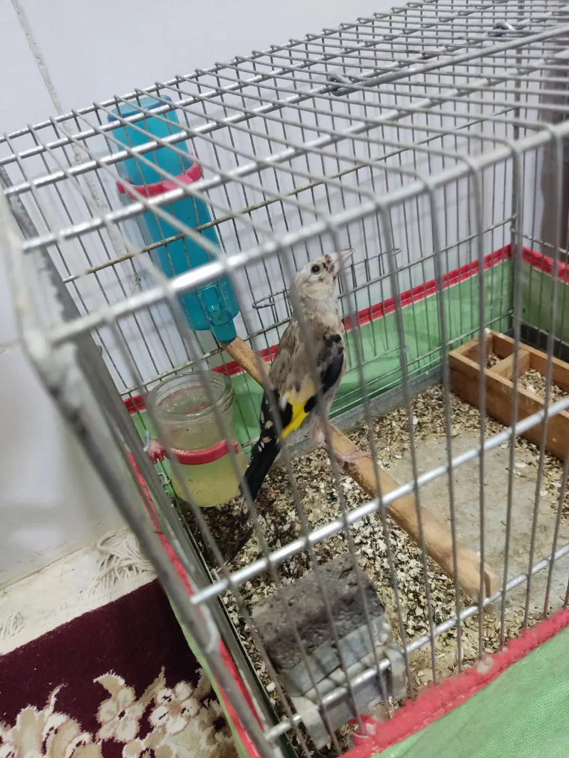 قناری|پرنده|برازجان, |دیوار