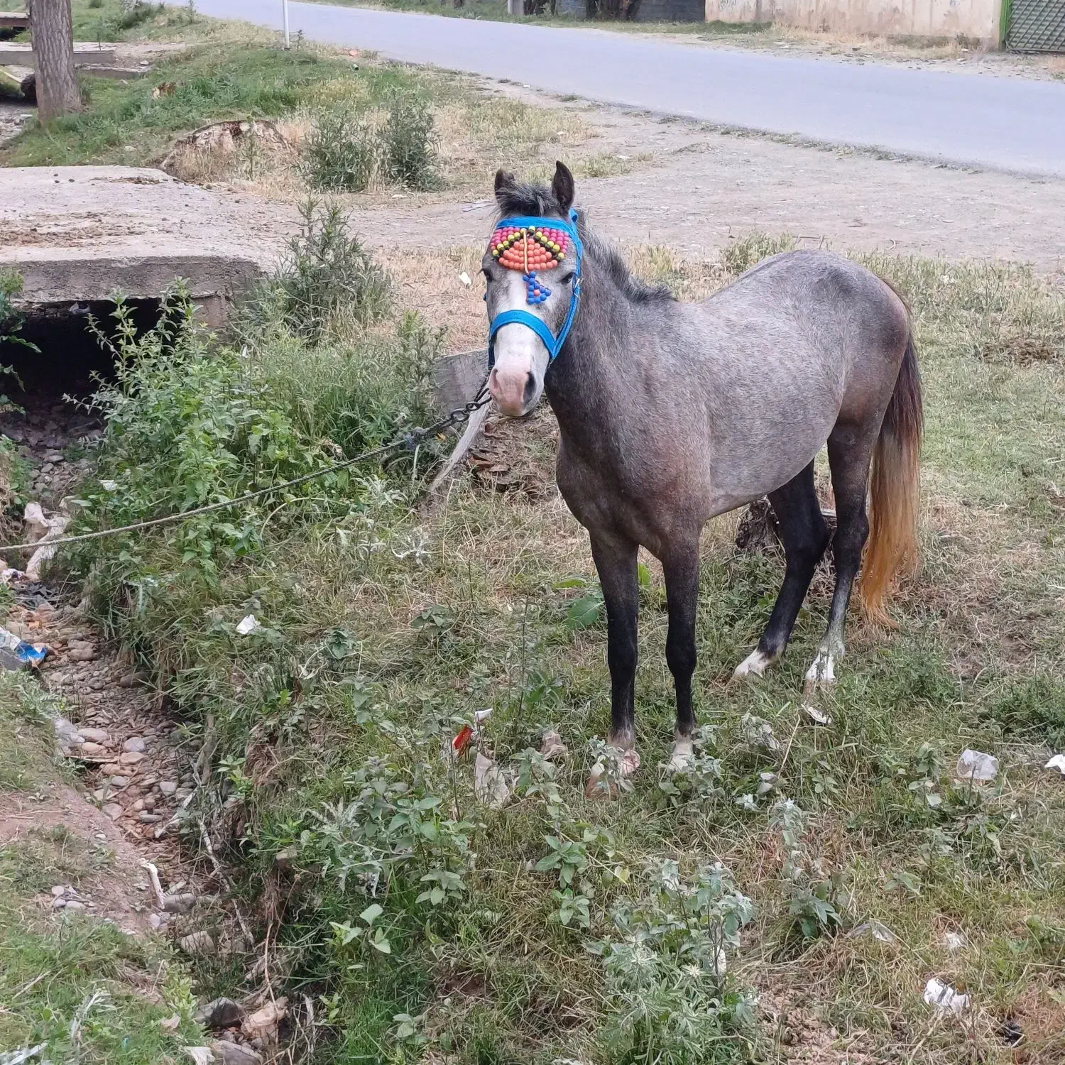 اسب|اسب و تجهیزات اسب‌سواری|کجور, |دیوار