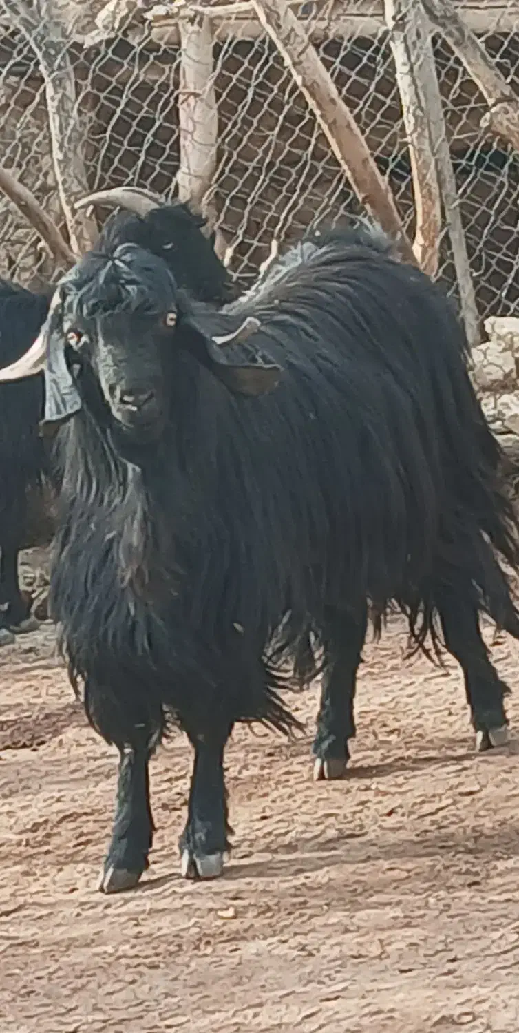 فروش یک عدد پازن|حیوانات مزرعه|مارگون, |دیوار