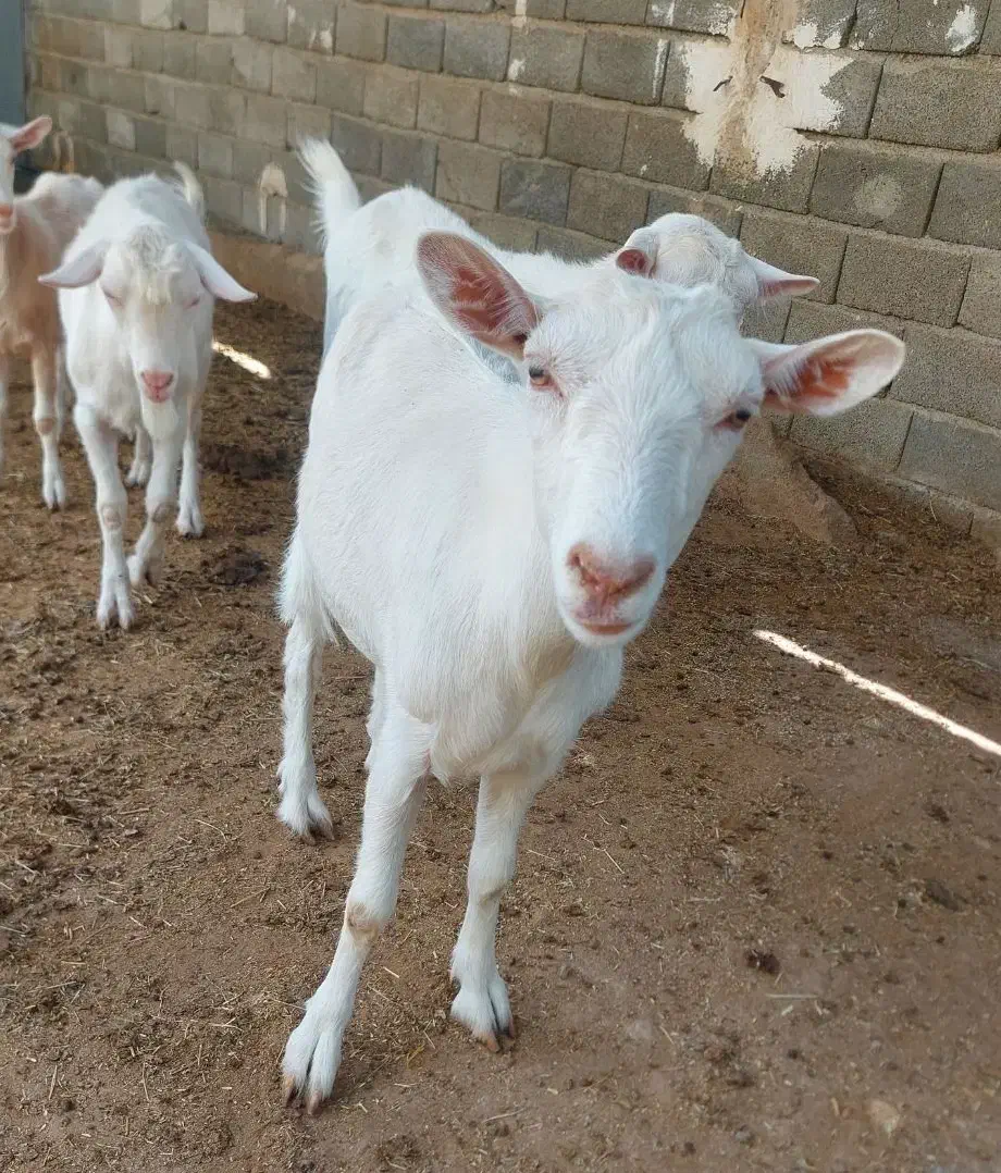 بز سانن اصل|حیوانات مزرعه|تهران, سعیدآباد|دیوار