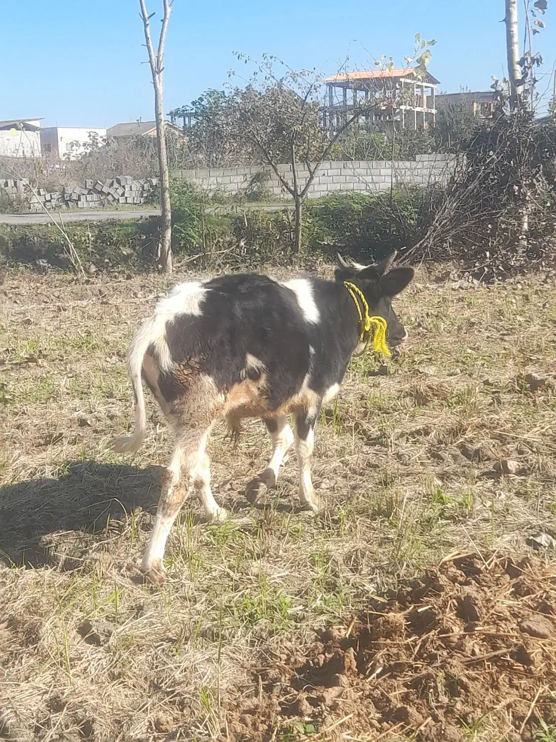 گوساله نر...|حیوانات مزرعه|محمودآباد, |دیوار