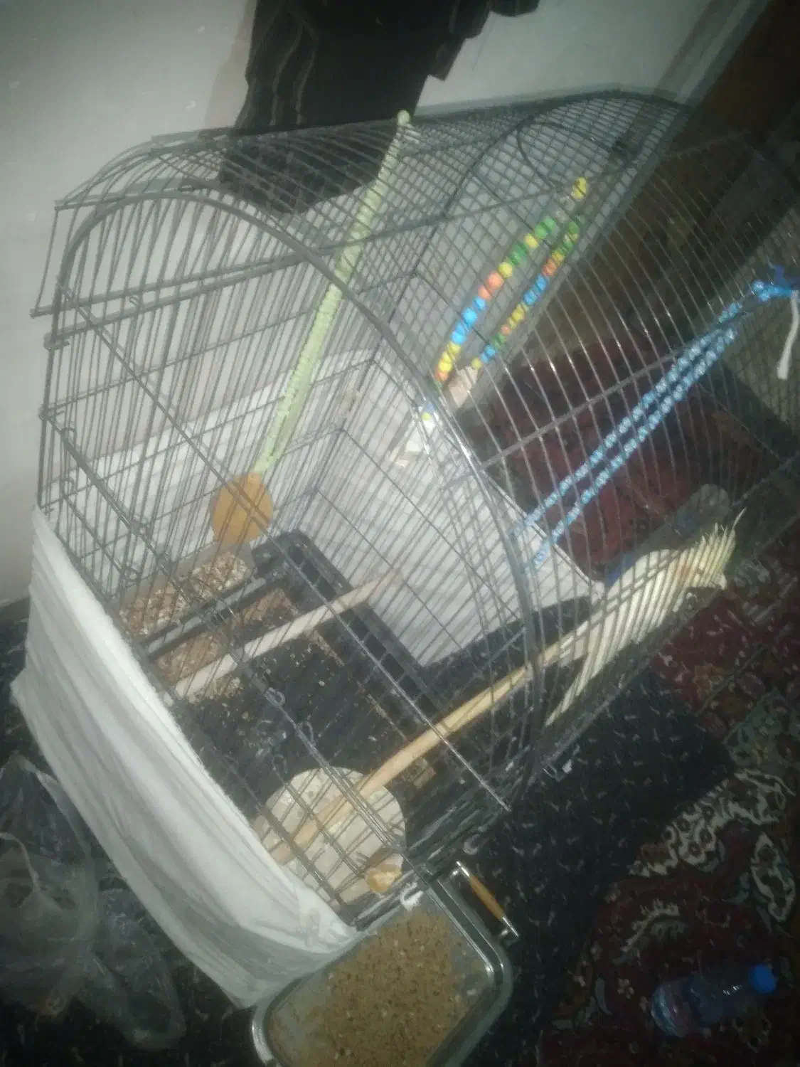 یه عدد عروس هلندی با قفس نو|پرنده|گرمسار, |دیوار