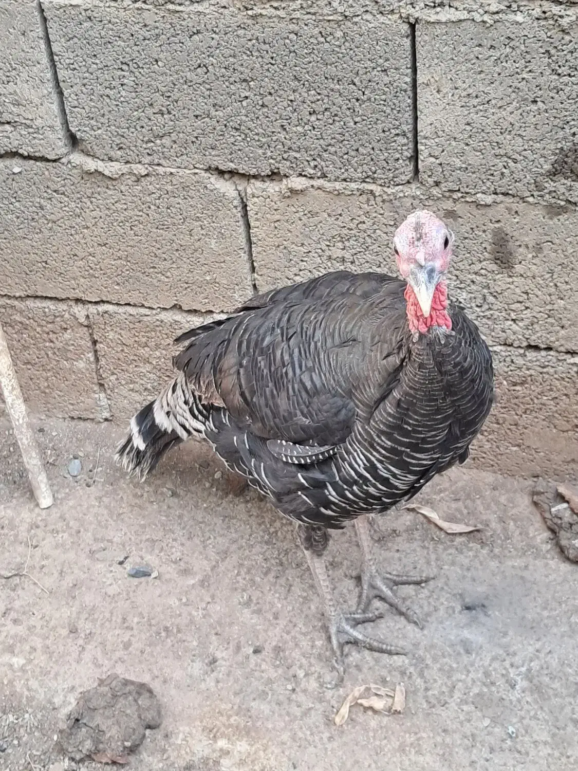 بوقلمون محلی|حیوانات مزرعه|بانه, |دیوار