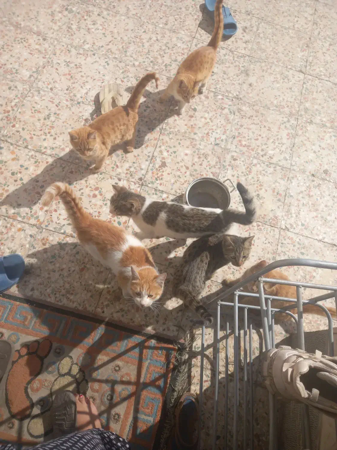 واگذاری چند عدد بجه گربه بومی|گربه|کرمان, |دیوار