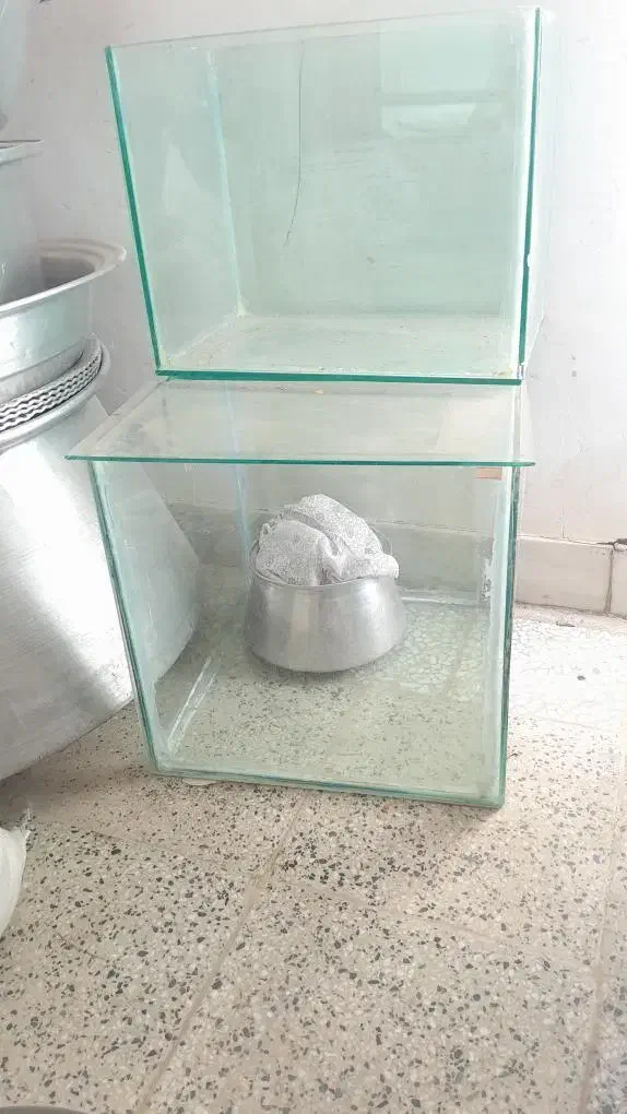 آکواریوم|ماهی|تویسرکان, |دیوار