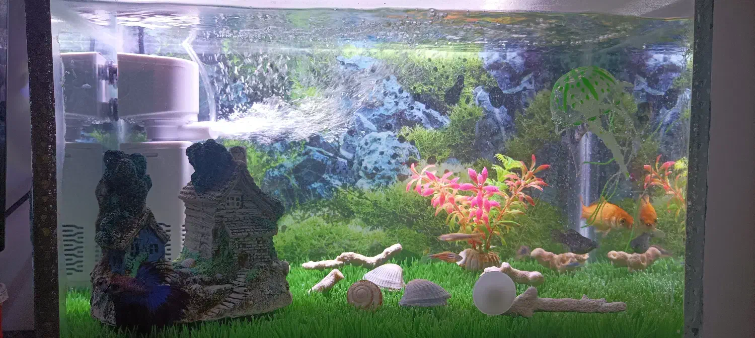 آکواریوم|ماهی|قائن, |دیوار