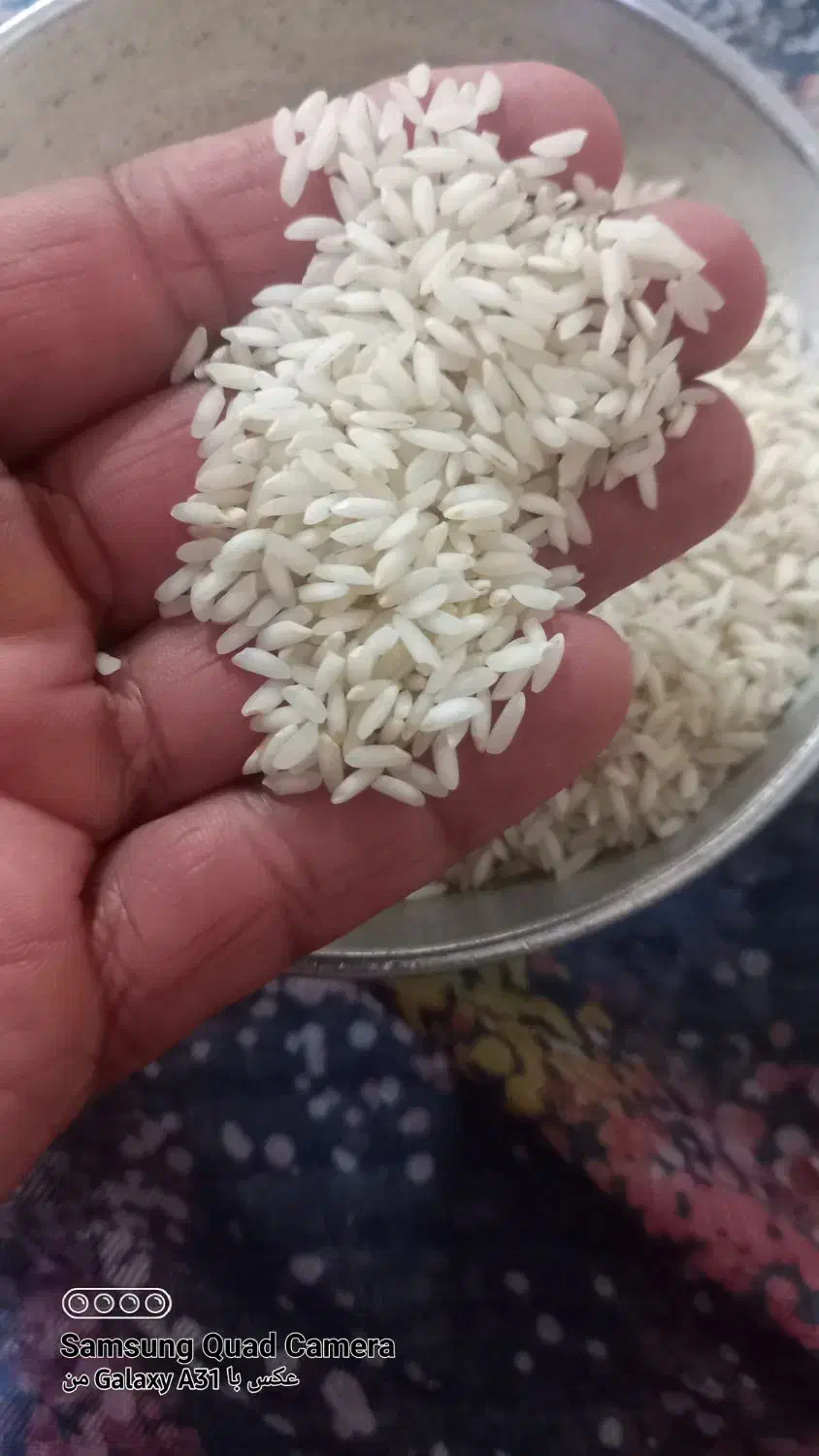 برنج عنبربو شوشتر|خوردنی و آشامیدنی|شوشتر, |دیوار
