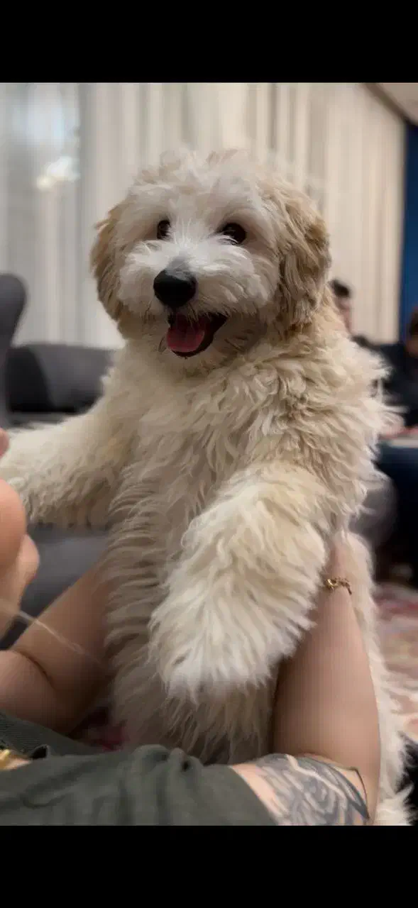 سگ نژاد ترکیبی شیتزو پودل بسیار جذاب و دوست داشتنی|سگ|تبریز, |دیوار