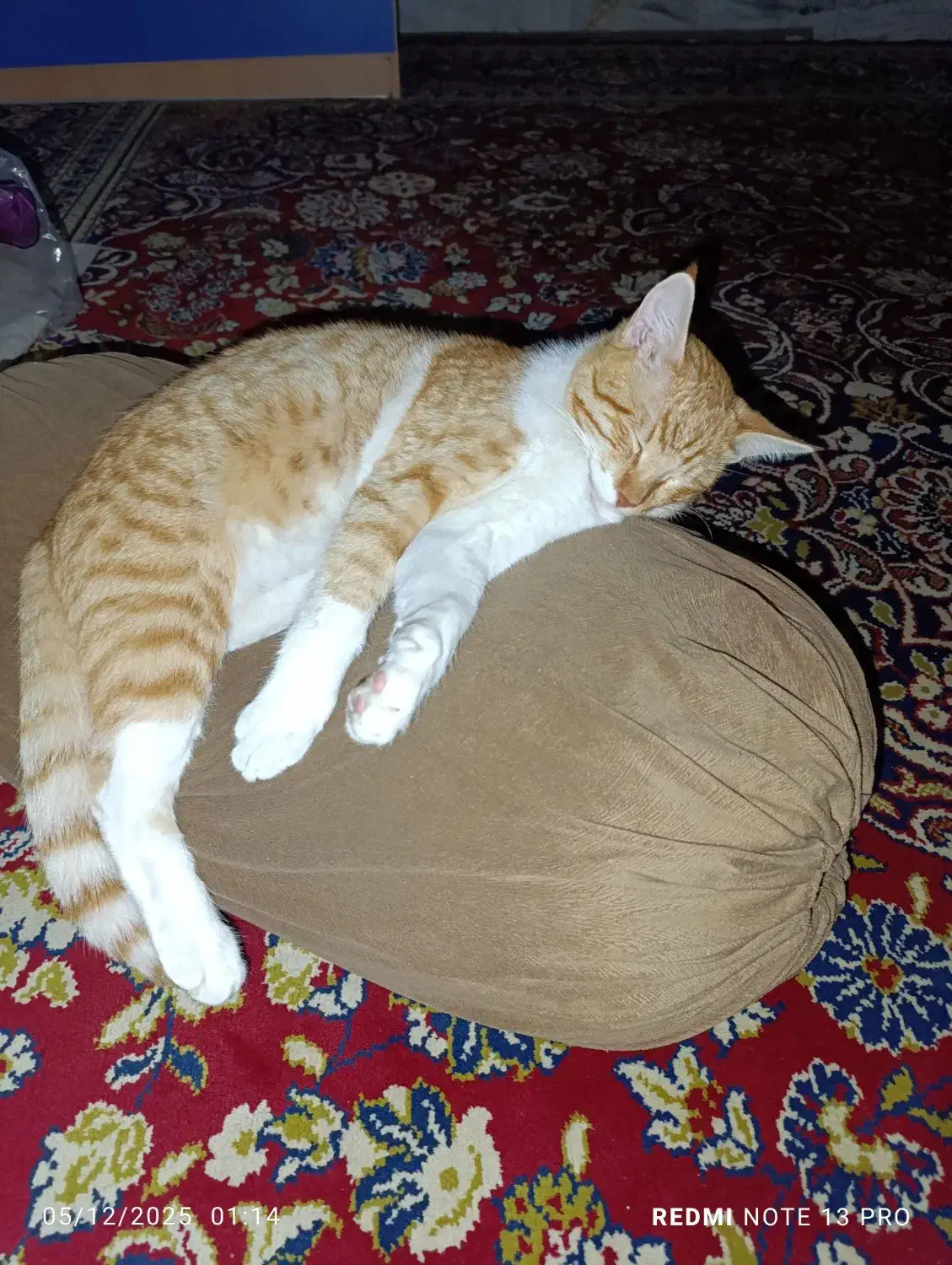 گربه گمشده|حیوانات|سرخنکلاته, |دیوار