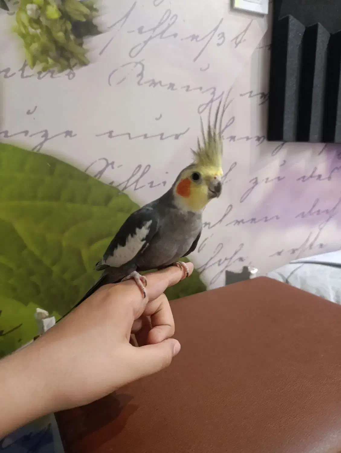 طوطی هلندی|پرنده|سهند, |دیوار