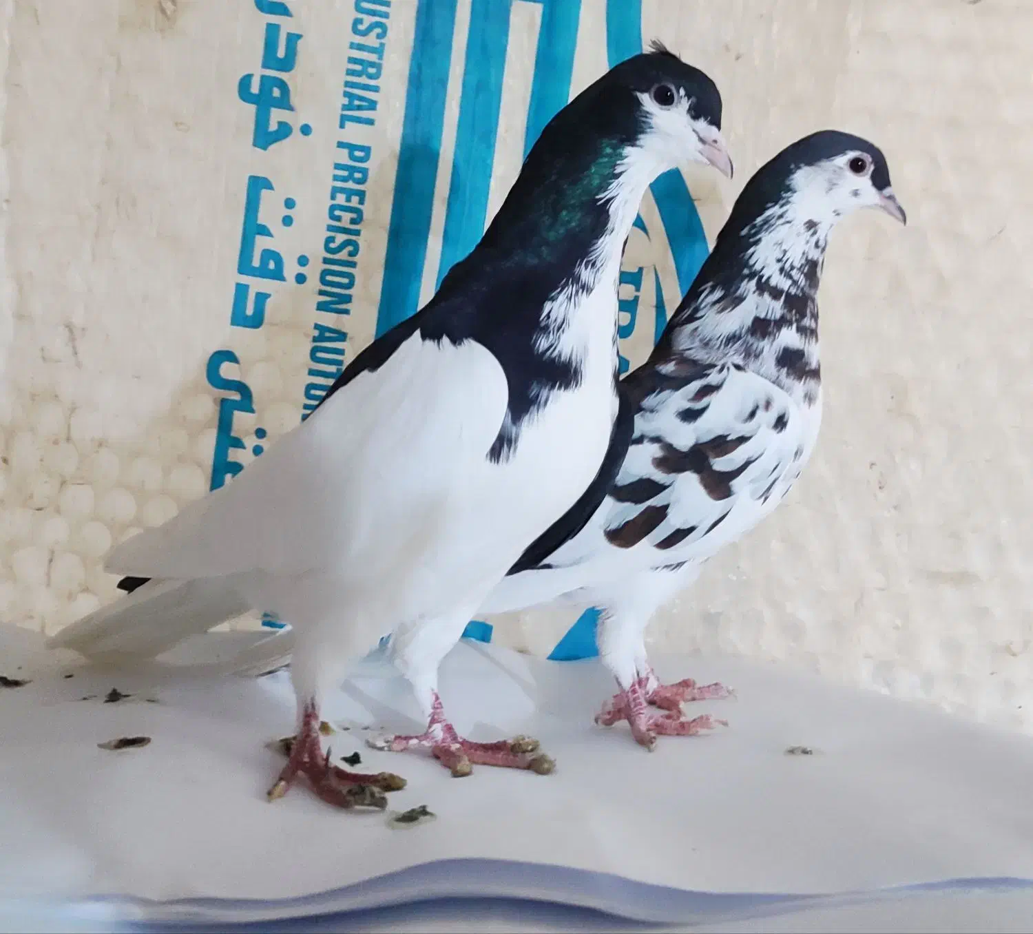 کبوتر|پرنده|شیراز, کفترک|دیوار