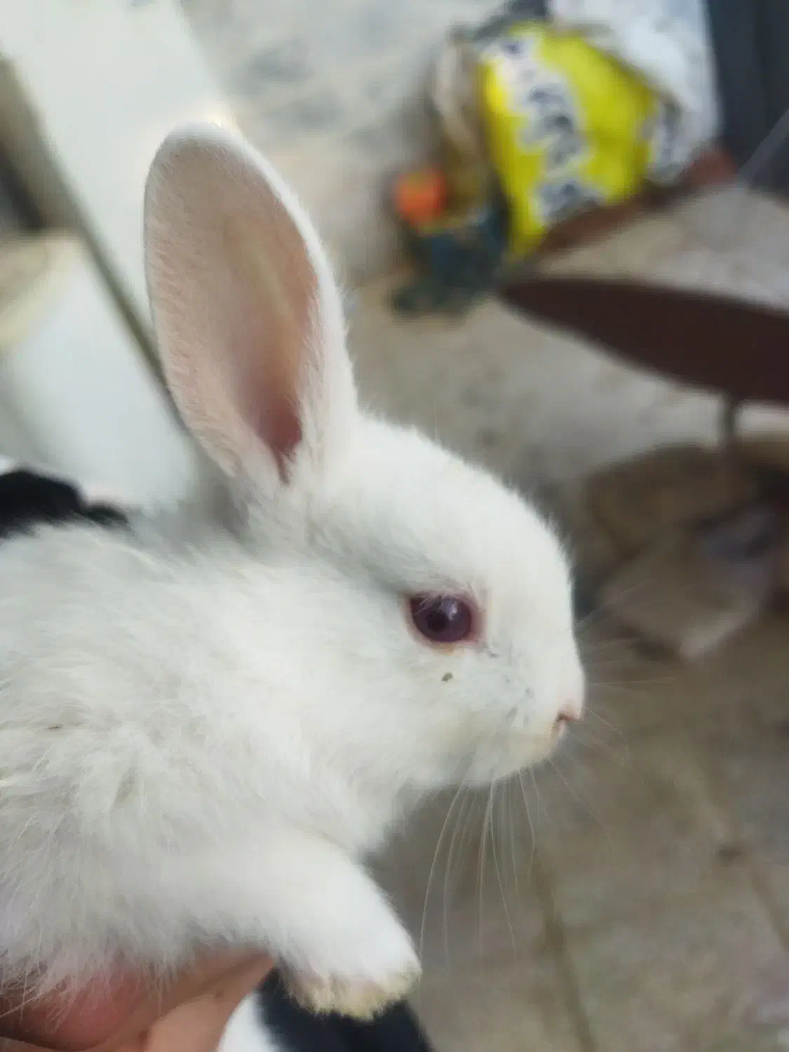 بچه خرگوش|موش و خرگوش|قوچان, |دیوار