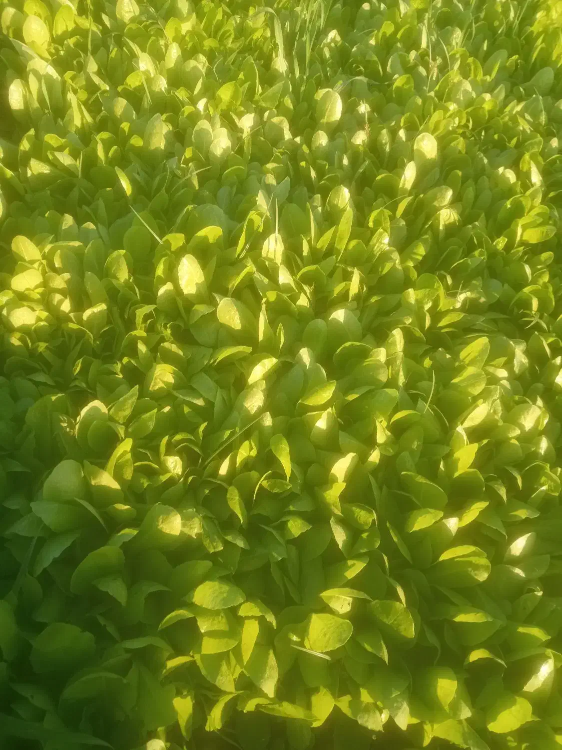 نهال کاهو|خدمات باغبانی و درختکاری|خان ببین, |دیوار