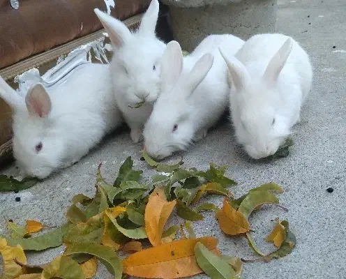 خرگوش|موش و خرگوش|ارومیه, |دیوار