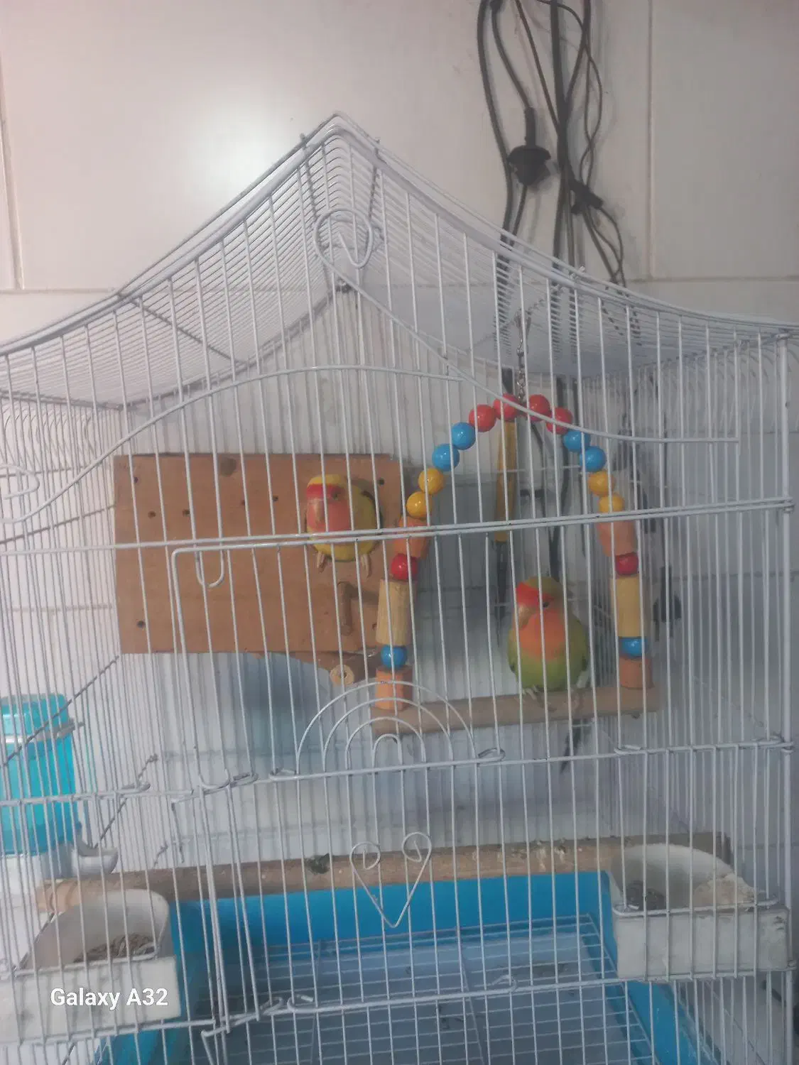 طوطی برزیلی جفت|پرنده|ری, شهادت|دیوار