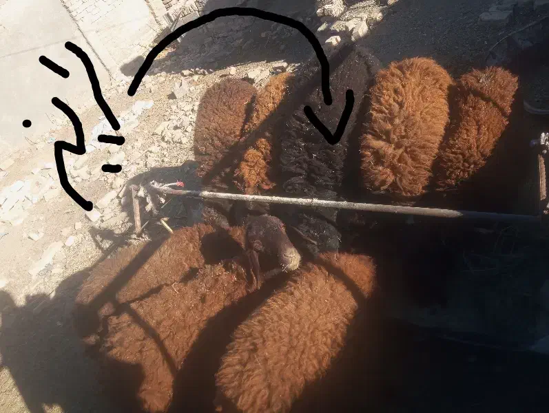 بره نر وماده|حیوانات مزرعه|نیشابور, ریوند|دیوار