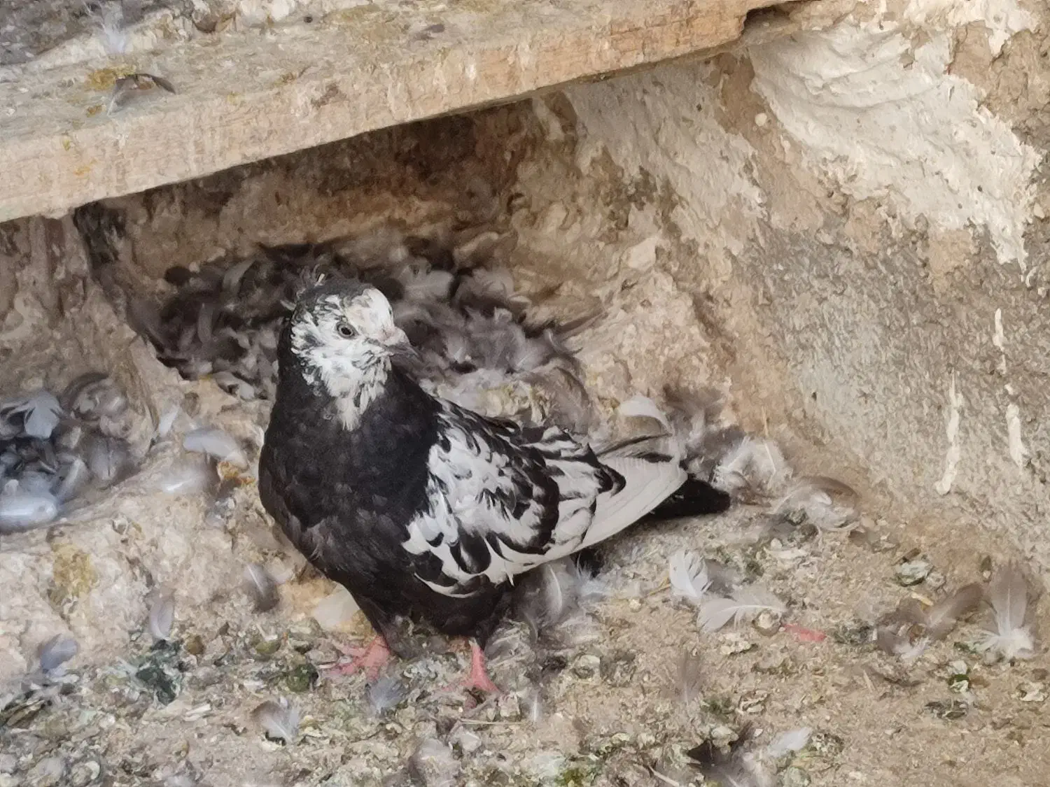 5دونه جونه دمی همه چی تموم|پرنده|زاغه, |دیوار