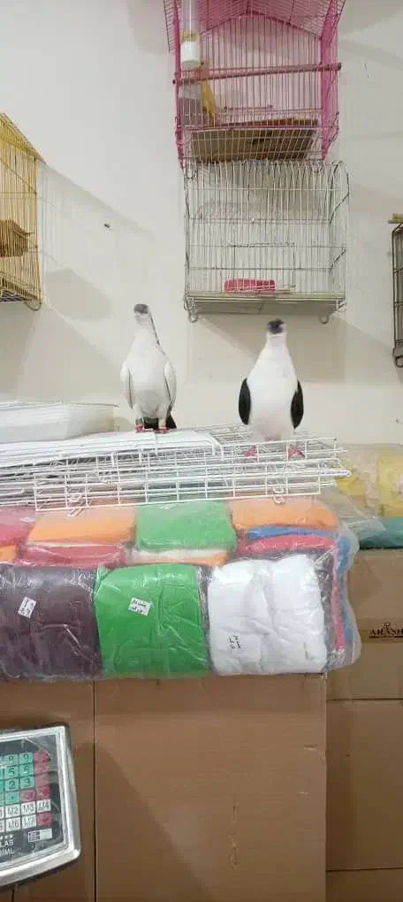 عبایی دمبی|پرنده|اندیمشک, |دیوار