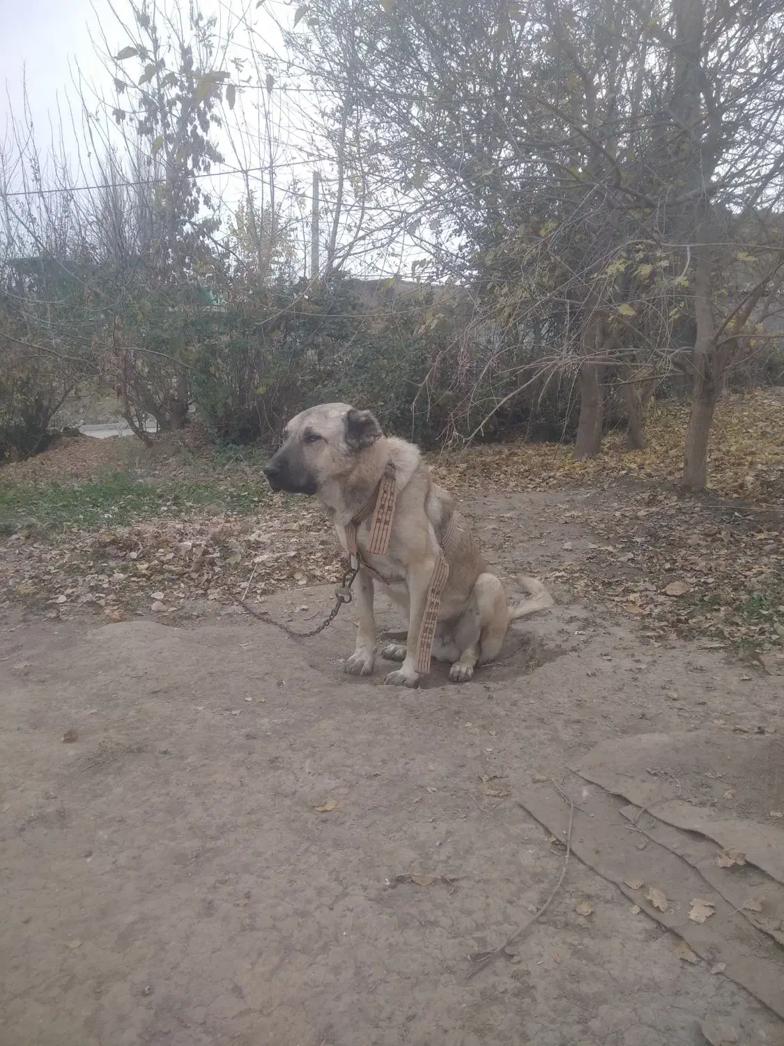 سگ سرابی نر|سگ|انگوت, |دیوار