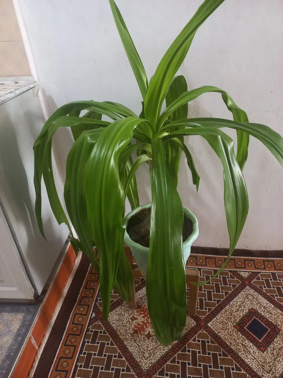 گل اشک مریم|گل و گیاه طبیعی|ملایر, |دیوار