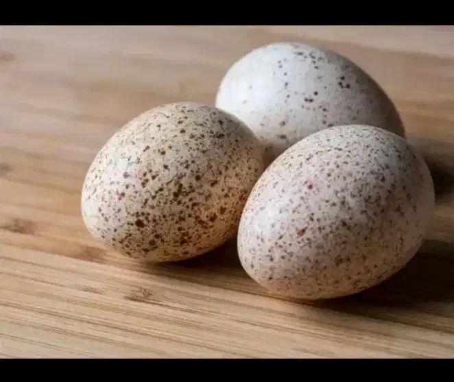 تخم بوقلمون برنز  ۵۰/۰۰۰|حیوانات مزرعه|تهران, پونک|دیوار