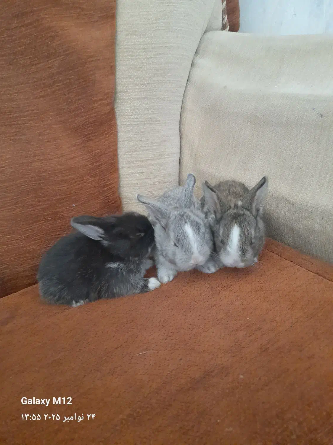 بچه خرگوش اهلی خونگی 6عدد|موش و خرگوش|بیرجند, |دیوار