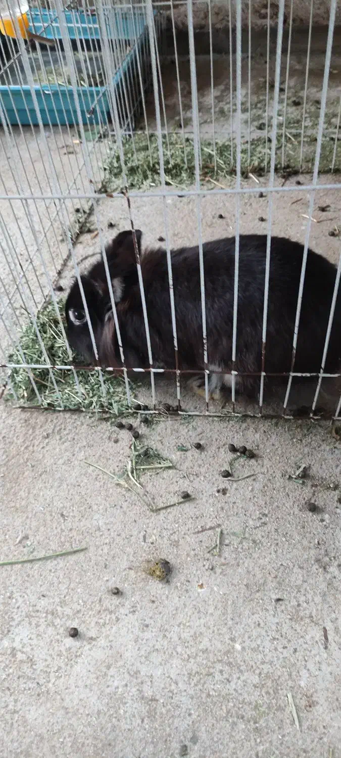 واگذاری خرگوش|موش و خرگوش|بروجرد, |دیوار