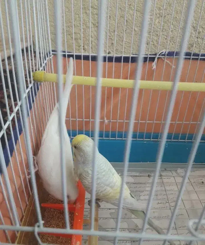 یک جفت مرغ عشق|پرنده|بهار, |دیوار