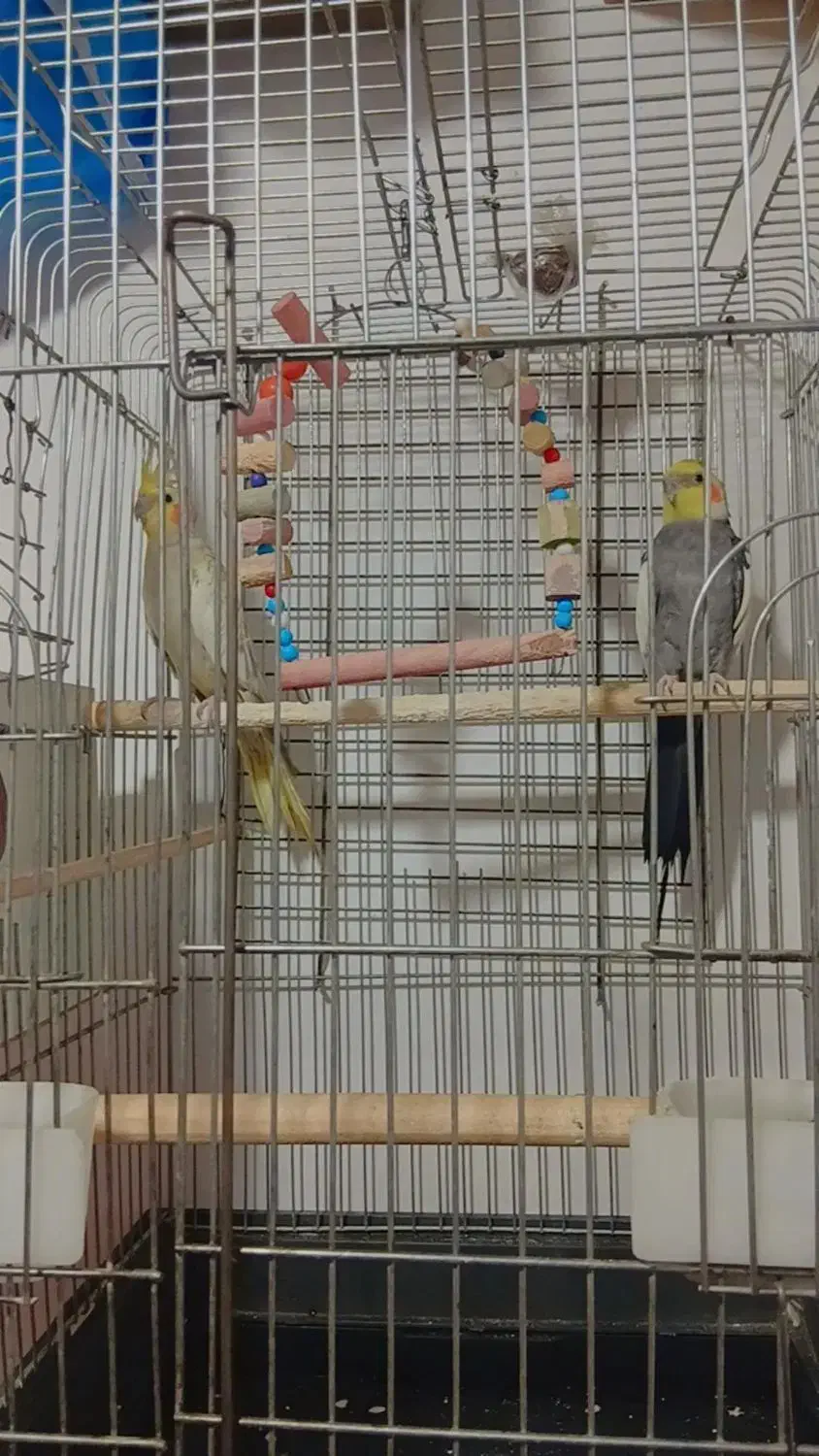 عروس هلندی|پرنده|باسمنج, |دیوار