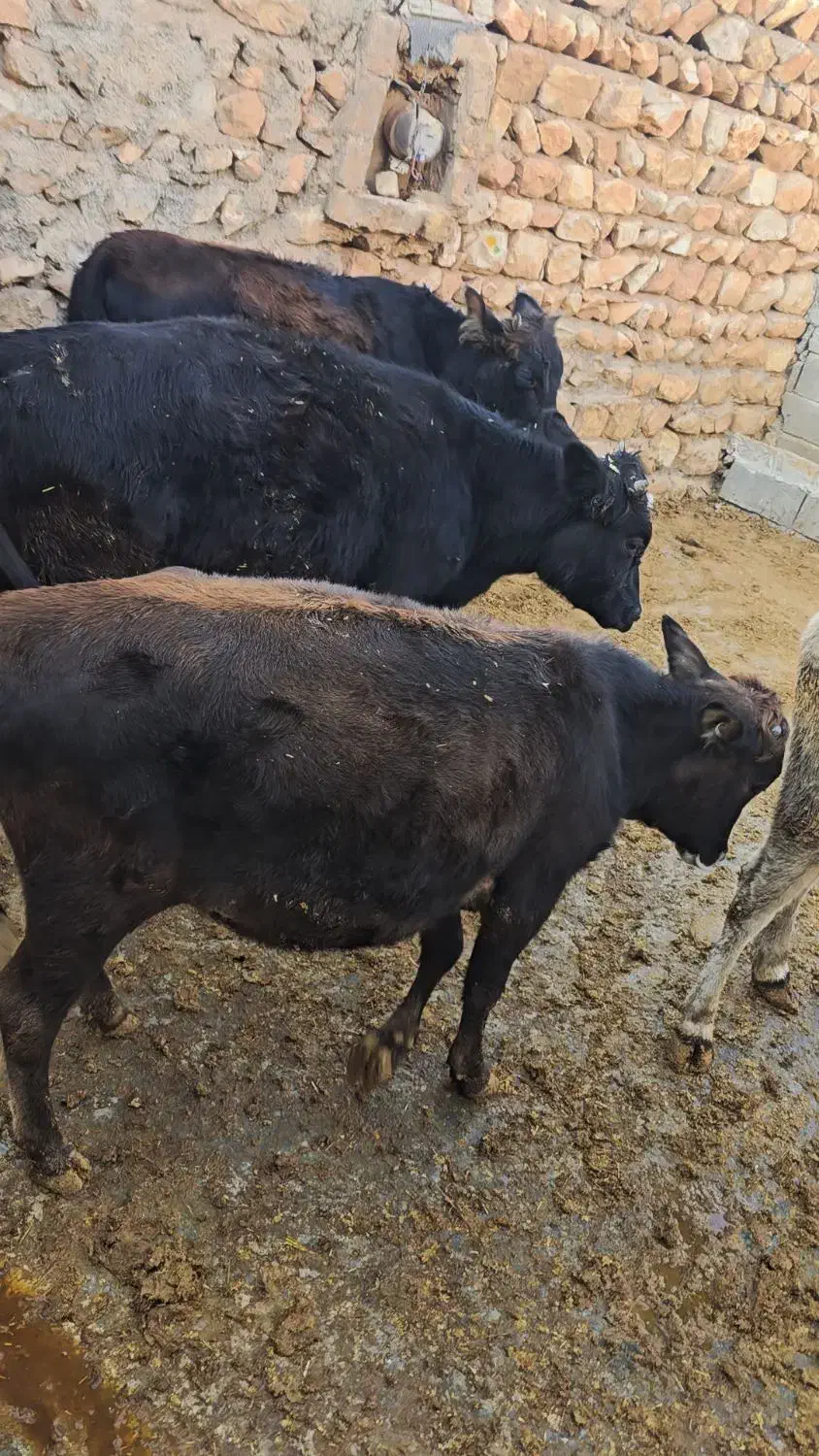 گوساله ماده چاق کشتاری|حیوانات مزرعه|کوهدشت, |دیوار